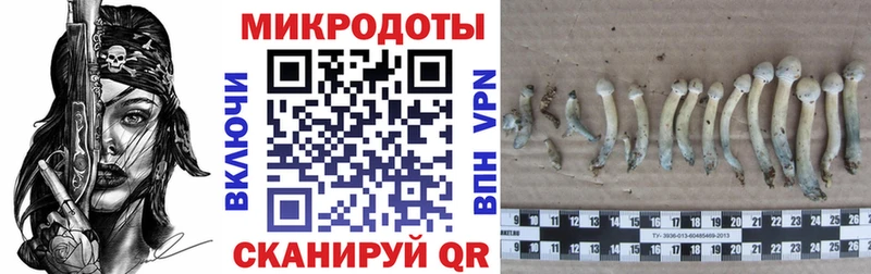 Псилоцибиновые грибы Psilocybe Рославль