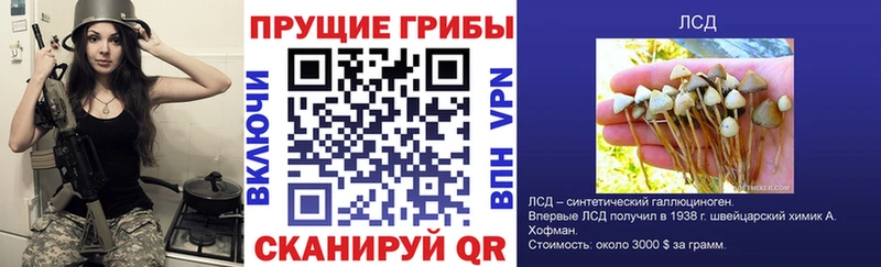 Галлюциногенные грибы Psilocybine cubensis Рославль